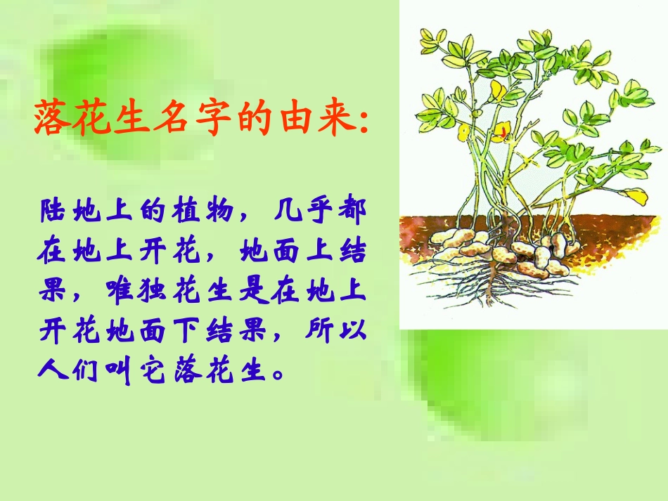 落花生+PPT (2)_第2页