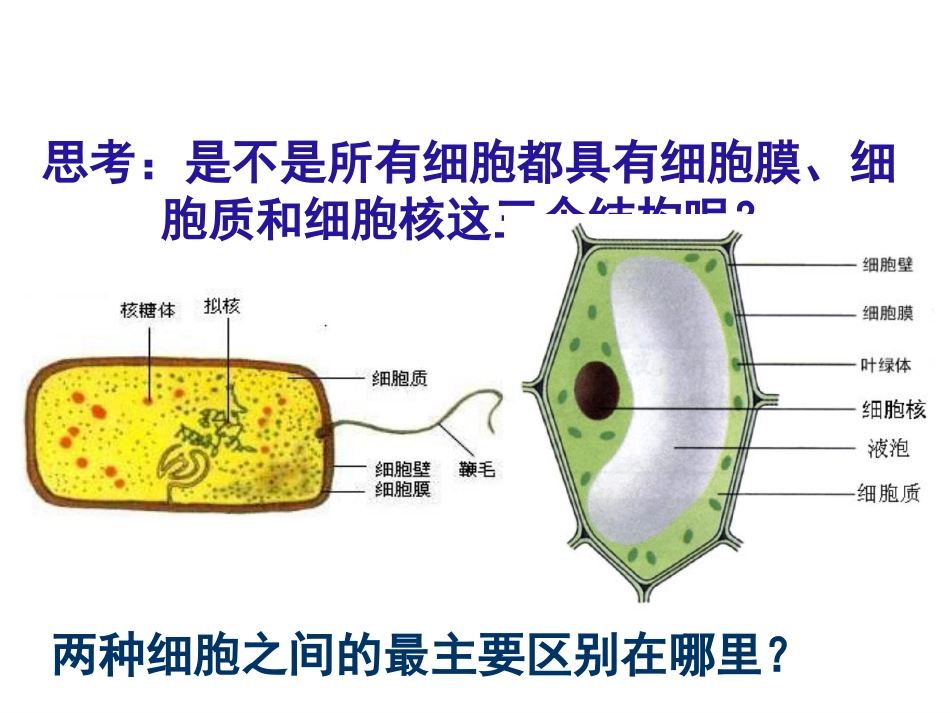 《细胞膜和细胞壁》_第1页