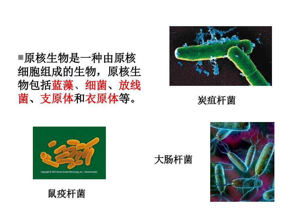 《细胞膜和细胞壁》_第2页