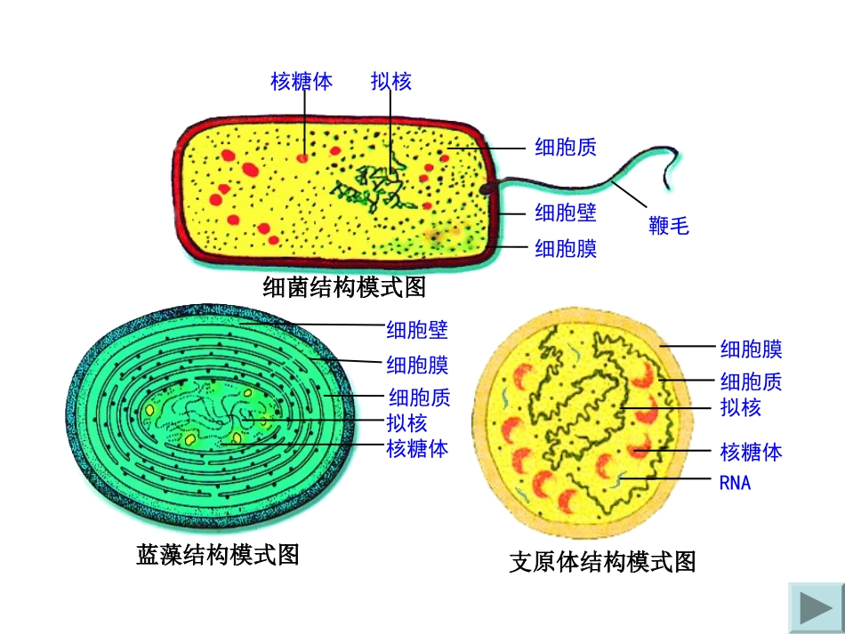《细胞膜和细胞壁》_第3页