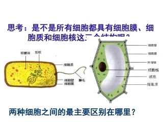 《细胞膜和细胞壁》