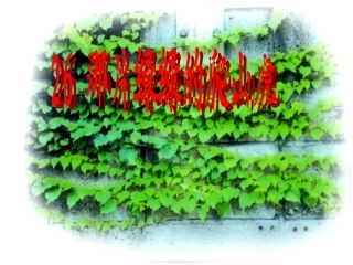 那片绿绿的爬山虎 