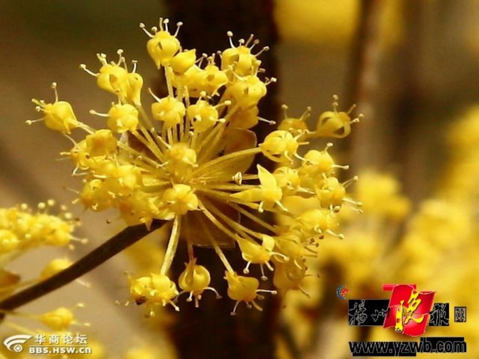 九月九日忆山东兄弟_第1页