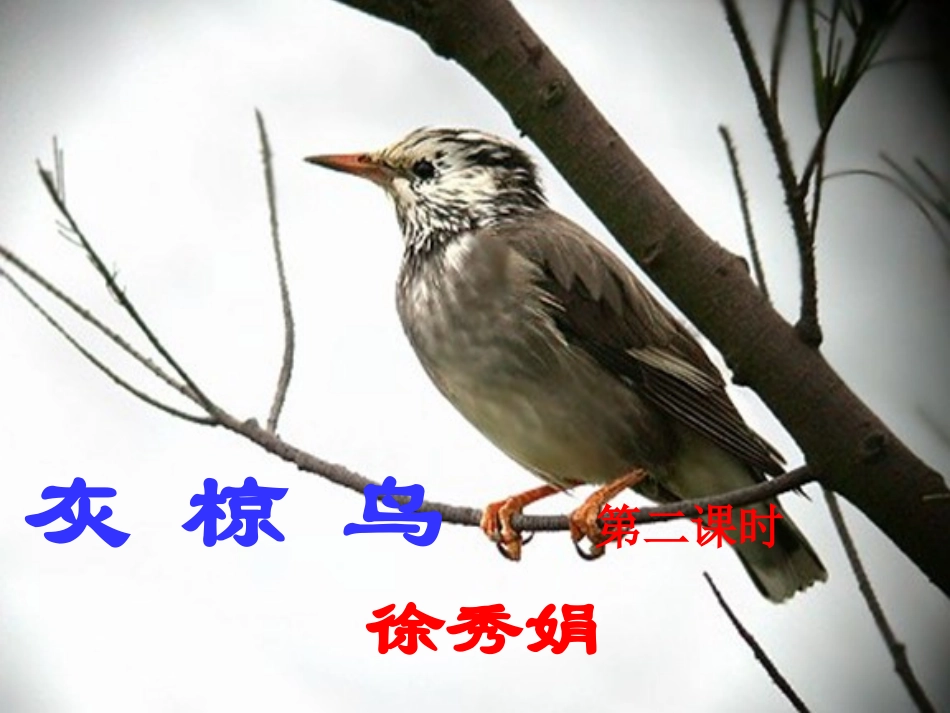 灰椋鸟第二课时_第1页