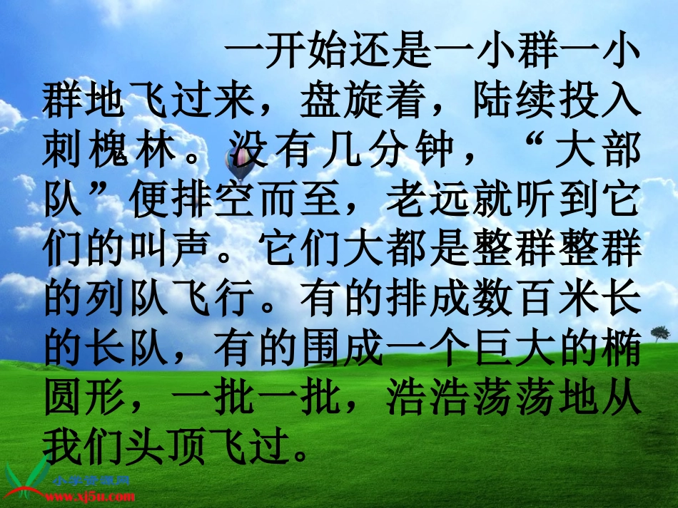 灰椋鸟第二课时_第3页