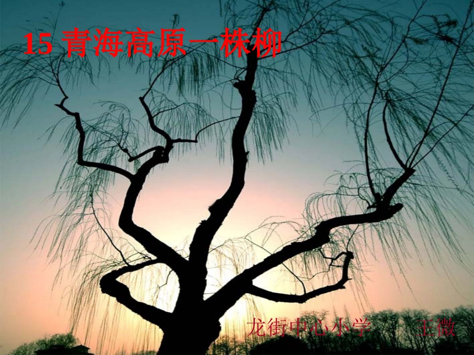 青海高原一株柳 _第3页