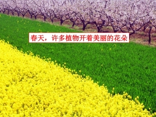 第1课时植物的感应性