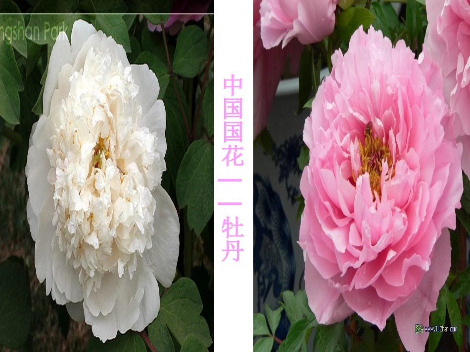 六年级音乐雪绒花课件_第2页