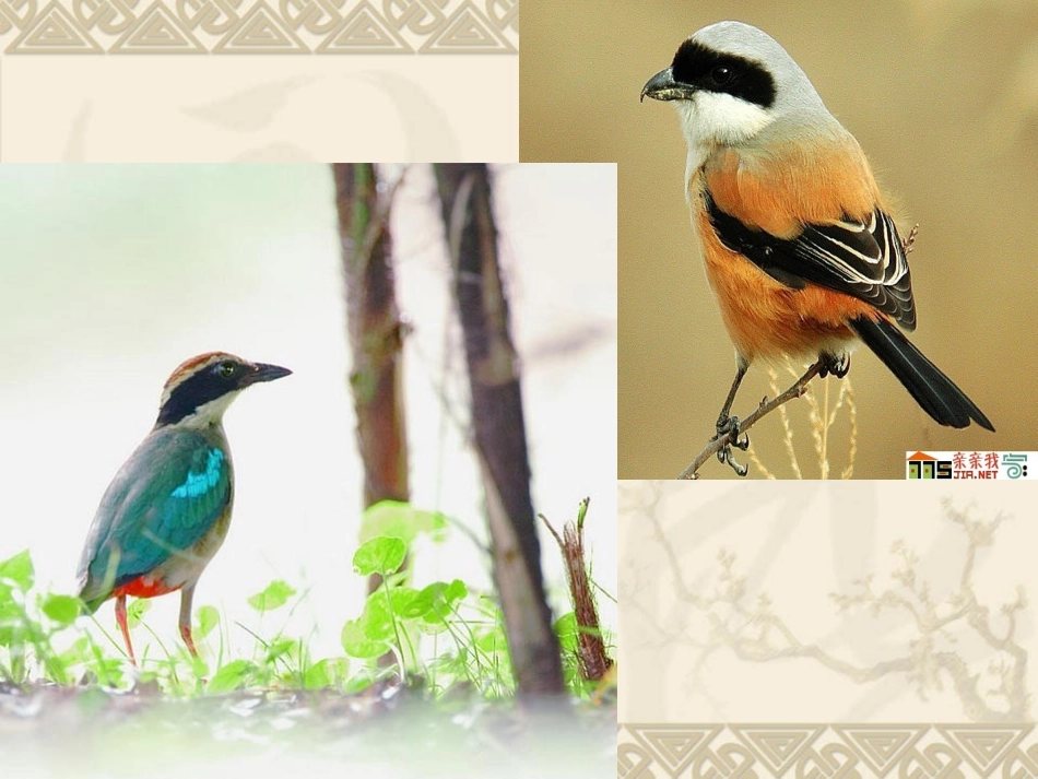 《鸟语花香》PPT课件_第3页