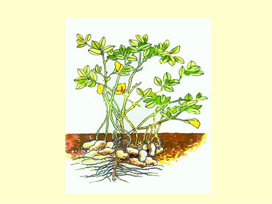 《落花生》课堂教学课件_第3页