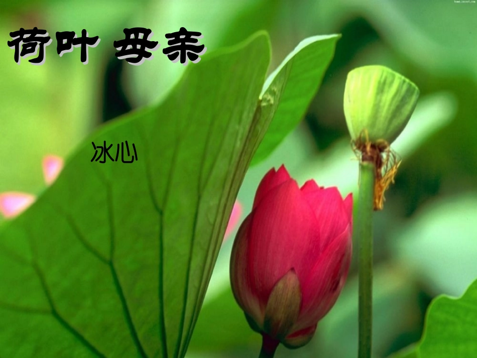 《荷叶母亲》课件(13页)_第2页