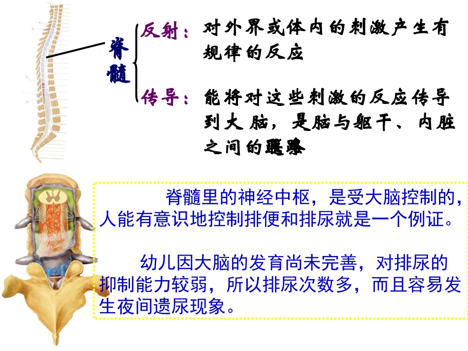 第18讲神经调节与_第3页