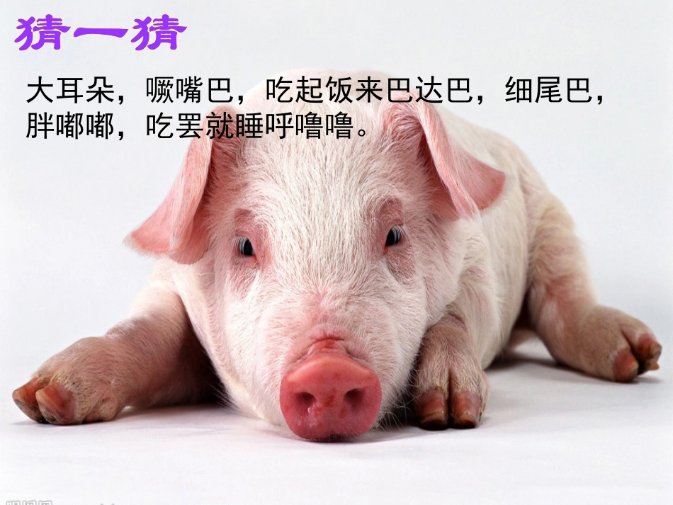 我喜欢的动物_第2页