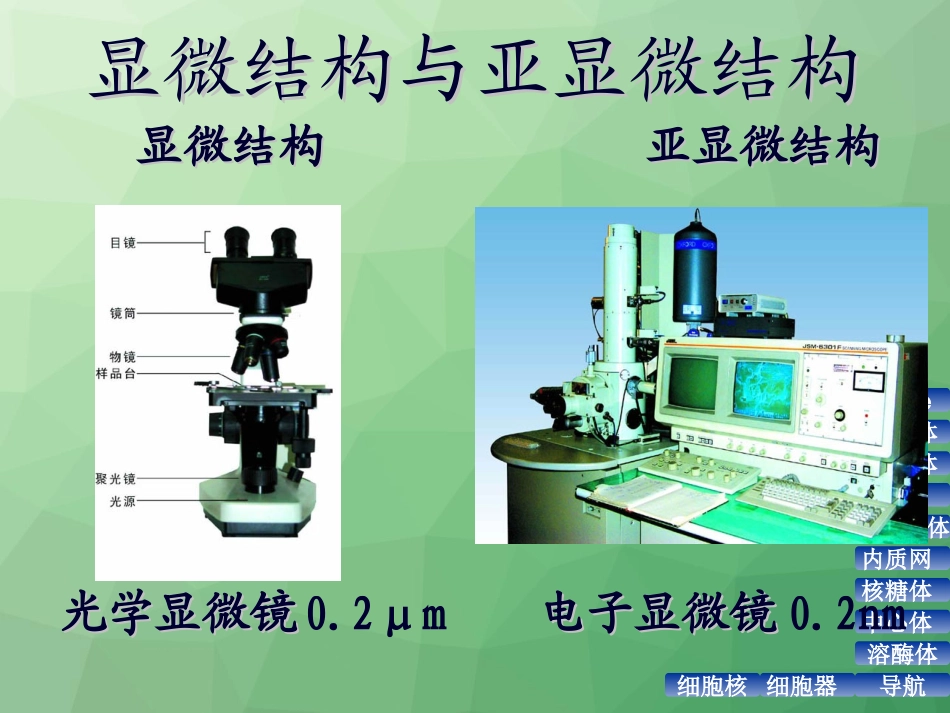 细胞核和细胞器(2课时)_第2页