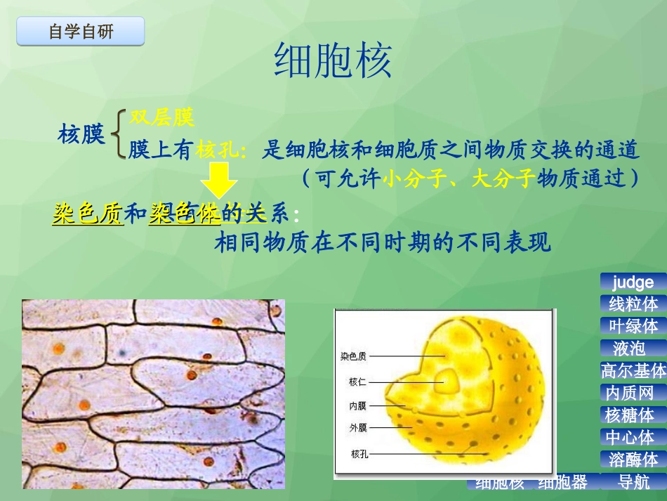 细胞核和细胞器(2课时)_第3页