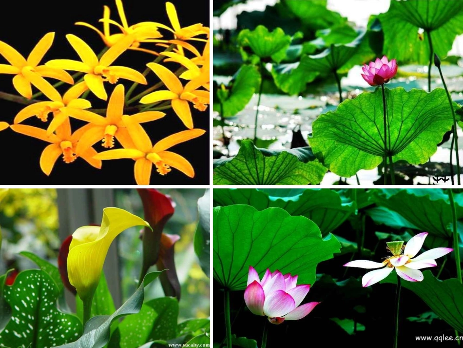 荷叶母亲 (3)_第2页