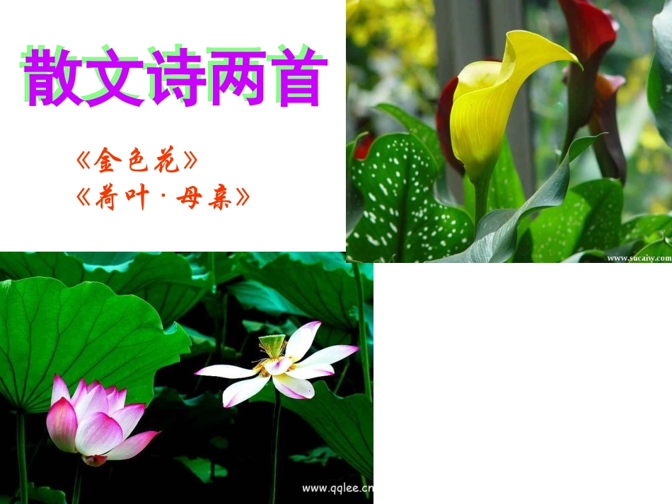 荷叶母亲 (3)_第3页