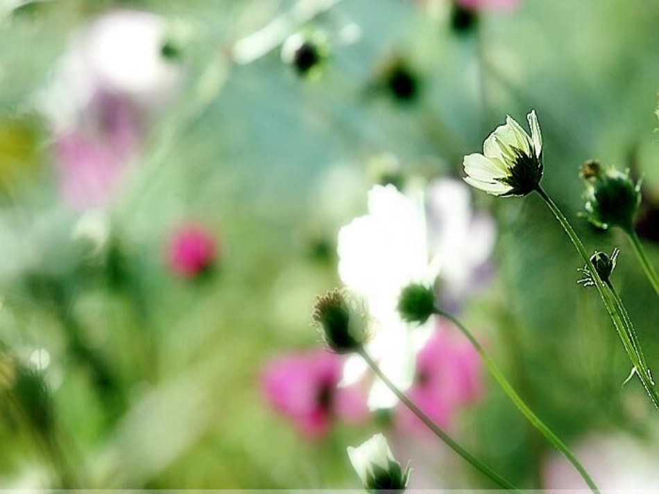 《棉花姑娘》高效课件_第1页