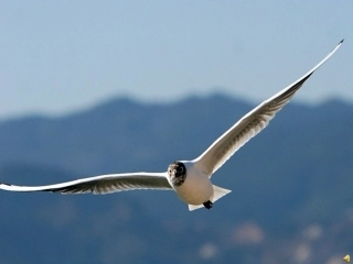 《老人与海鸥》 (2)