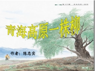 《青海高原一株柳》课件2