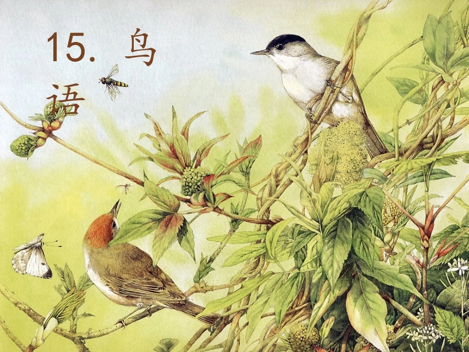 鸟语16祁小庆_第1页