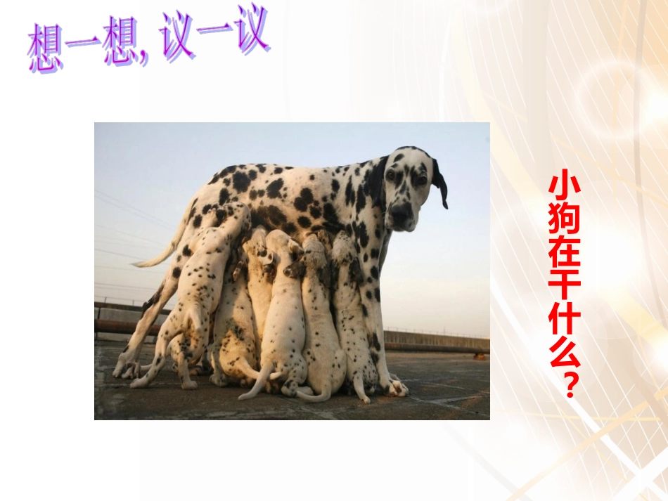 第七节_哺乳动物课件（34PPT）[1]_第2页