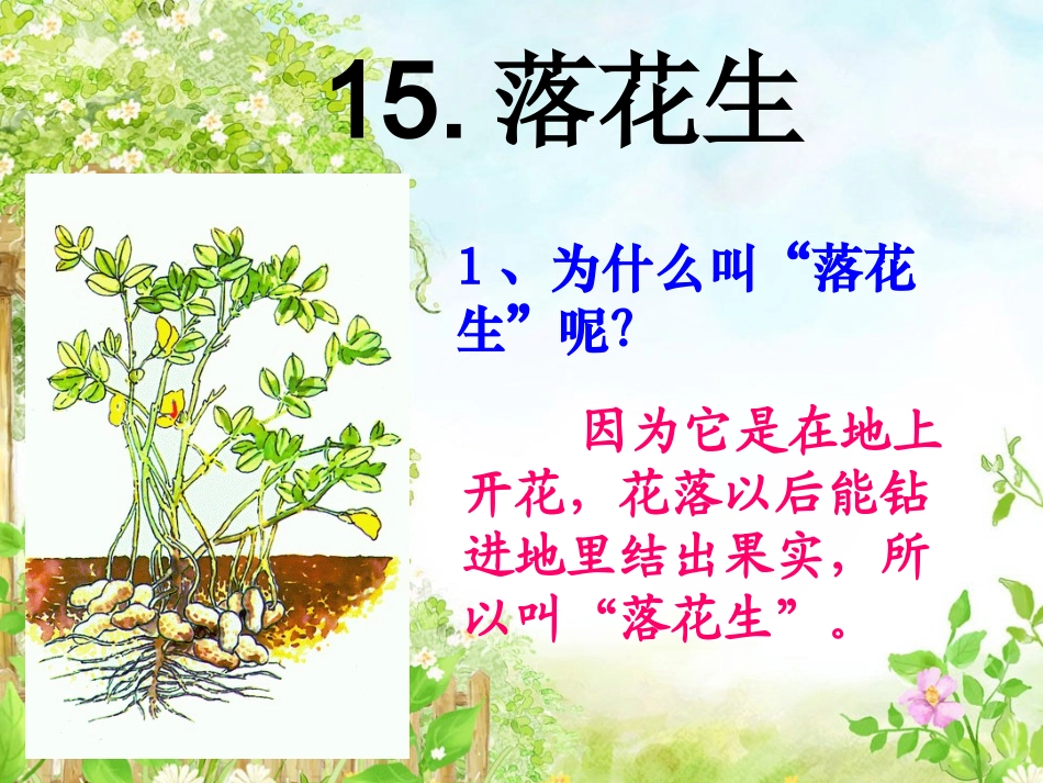 落花生(完美版)_第1页