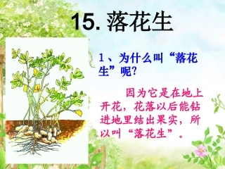 落花生(完美版)