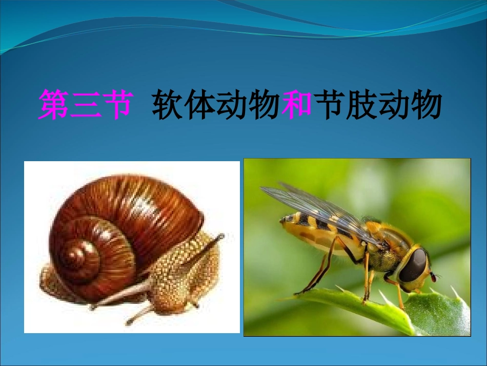 人教版八年级生物上册：513软体动物和节肢动物课件（共31张PPT）_第1页