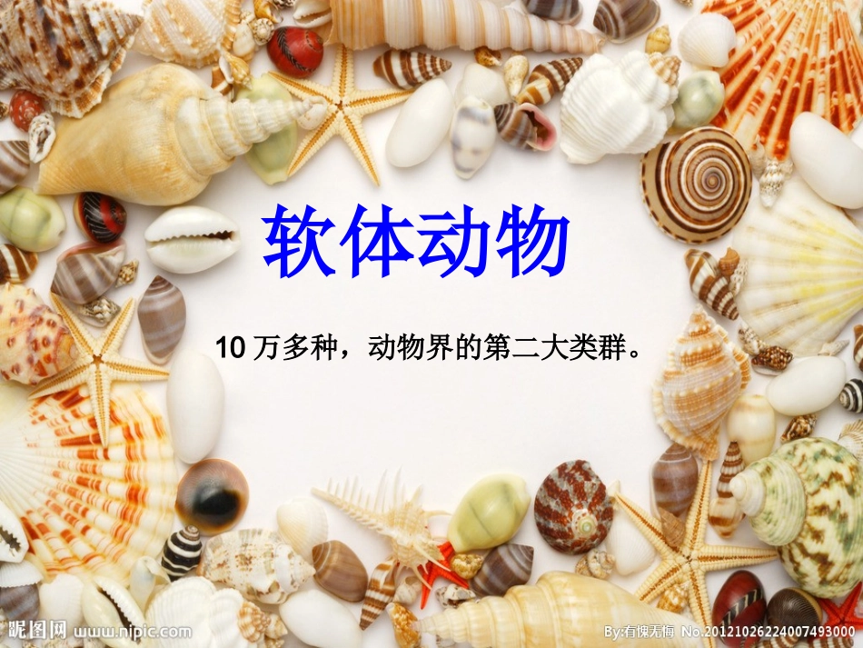 人教版八年级生物上册：513软体动物和节肢动物课件（共31张PPT）_第3页