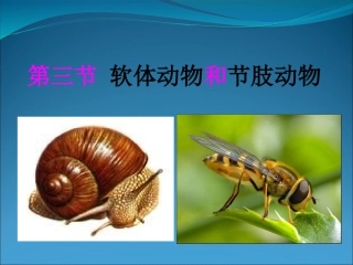 人教版八年级生物上册：513软体动物和节肢动物课件（共31张PPT）