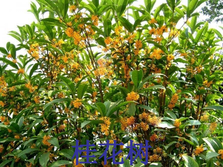 幼儿园大班科学《各种各样的树》_第2页