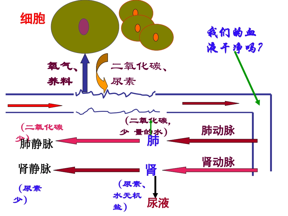 %28上课%29人体内废物的排出课件修订稿_第2页