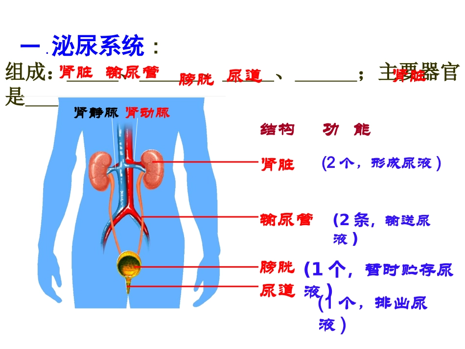 %28上课%29人体内废物的排出课件修订稿_第3页