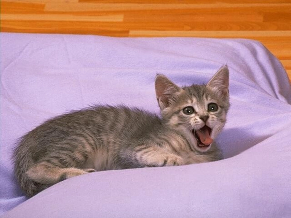 第7、8课时猫修改_第2页