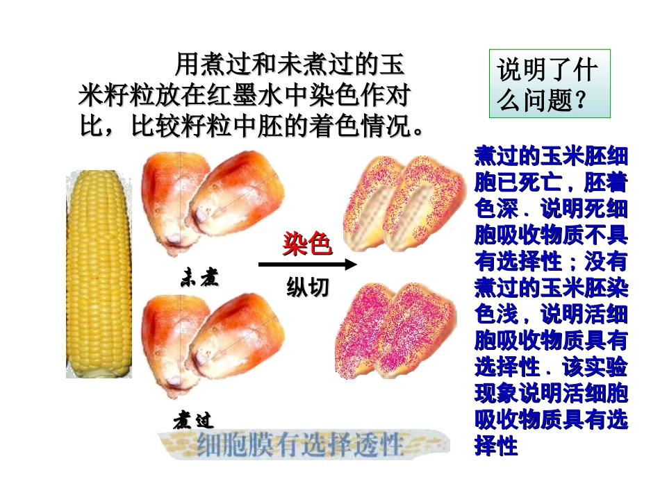 《细胞膜和细胞壁》课件３_第2页