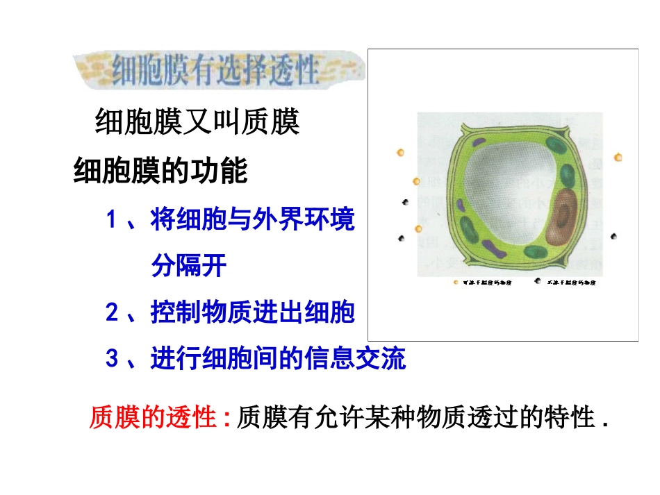 《细胞膜和细胞壁》课件３_第3页