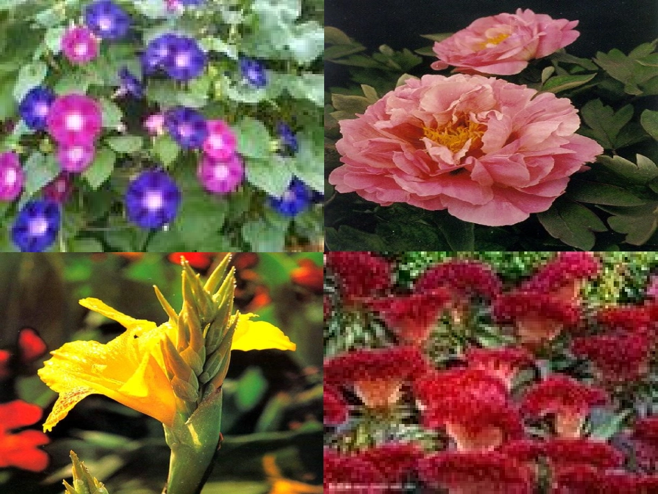 三年级语文上册《花钟》PPT_第2页