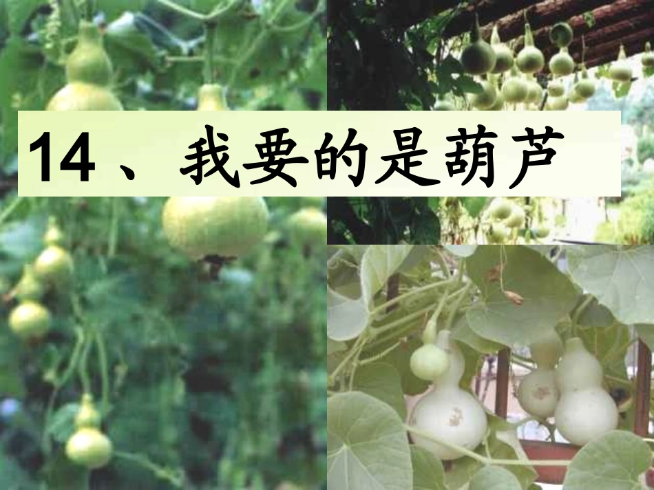 《我要的是葫芦》最新课件_第1页