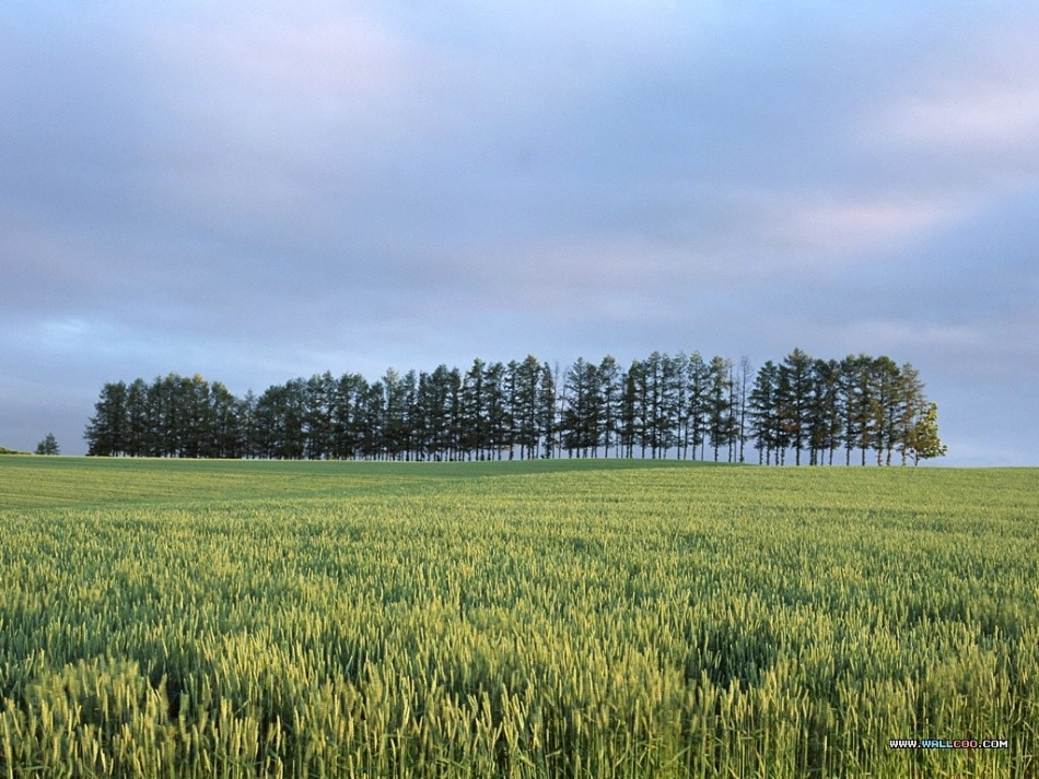高中英语必修三unit_5_canada_reading_第2页
