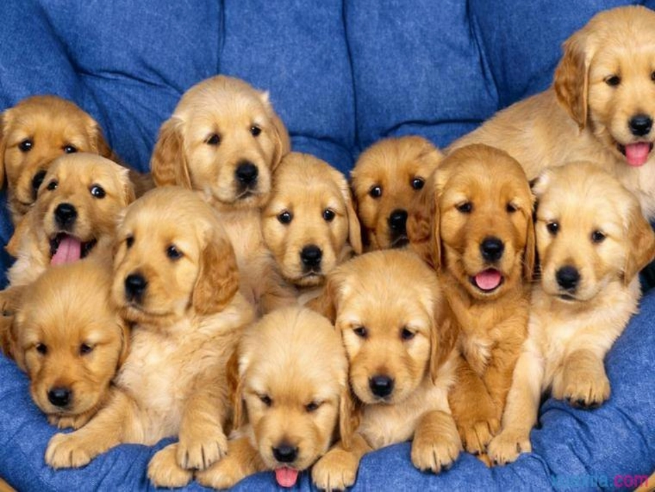 小狗包弟课件_第1页