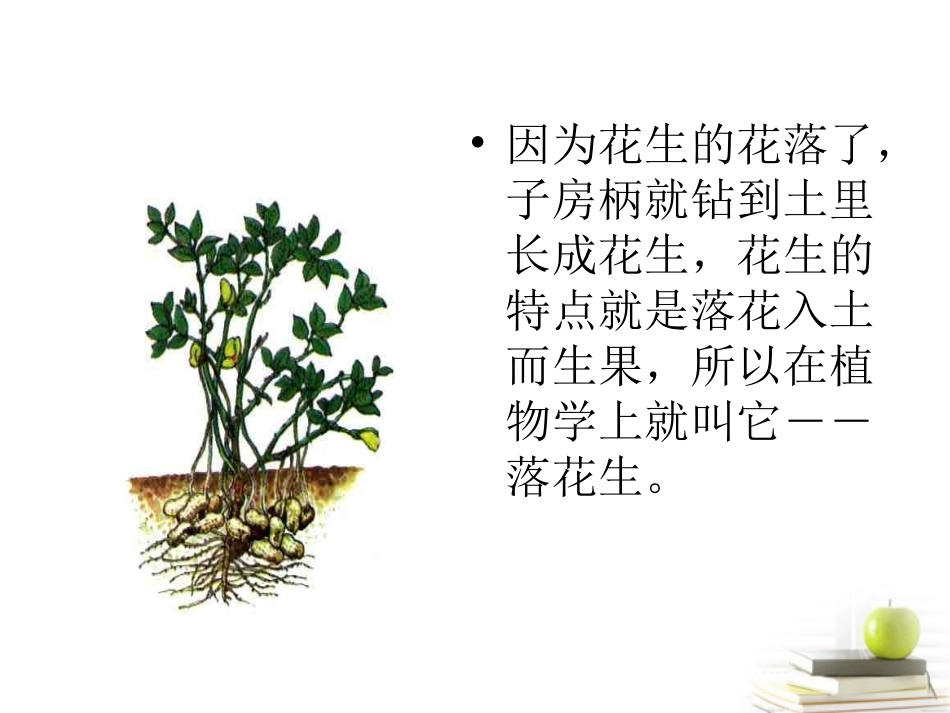 四年级语文下册《7、落花生》第一课时课件_第3页