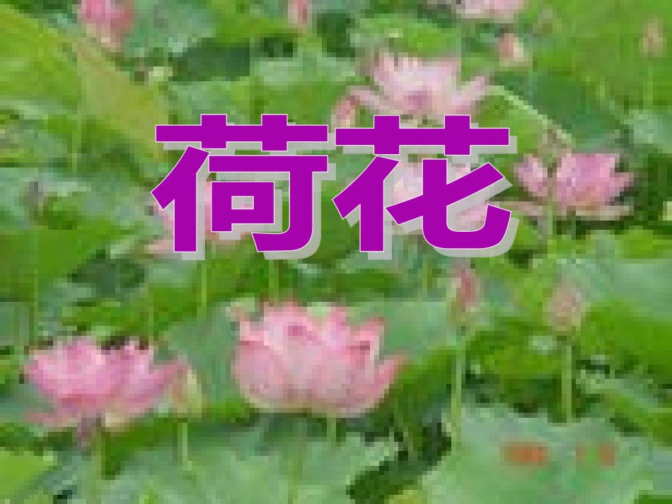 《荷花》PPT课件_第1页