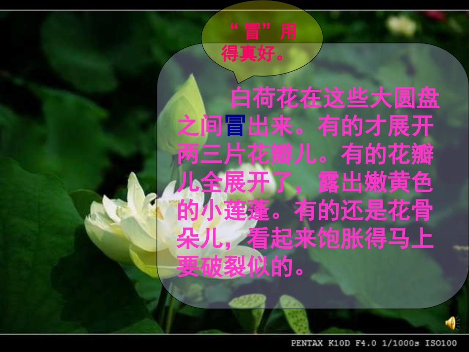 《荷花》PPT课件_第3页