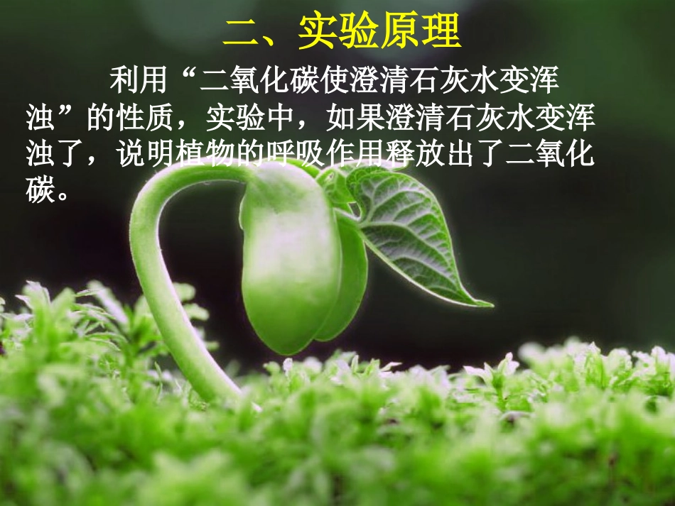 比赛植物的呼吸作用释放二氧化碳实验创新_第3页