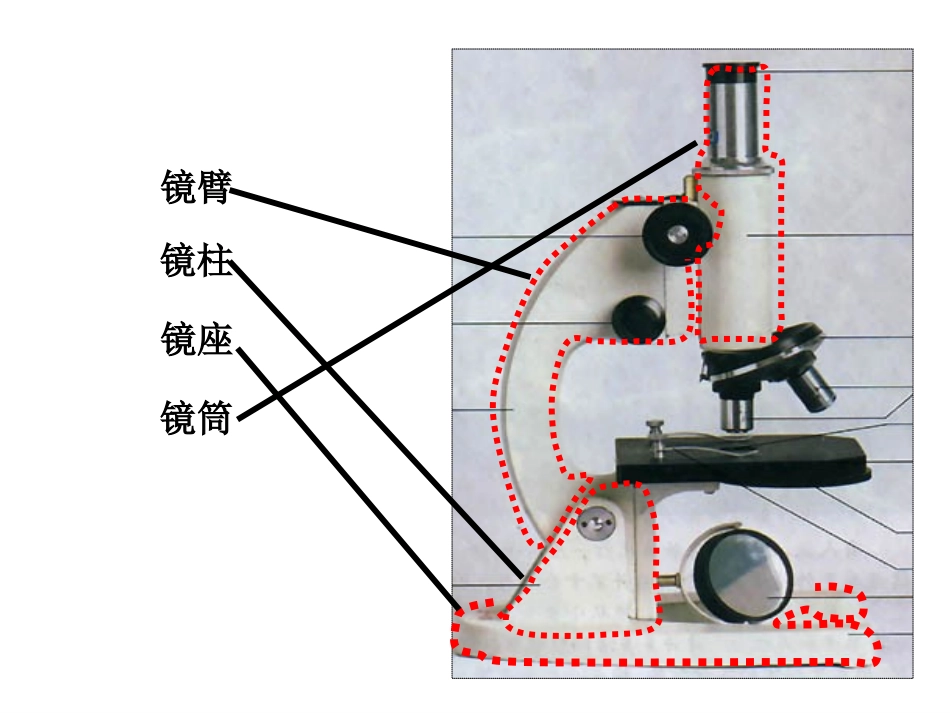 第2节细胞（显微镜的使用）ZL_第3页