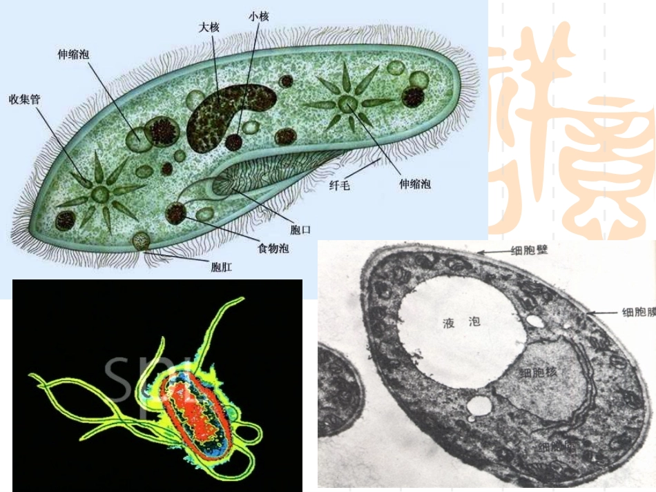 《细胞的增殖》课件５_第1页