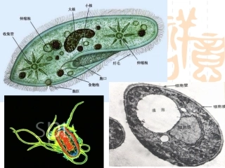《细胞的增殖》课件５
