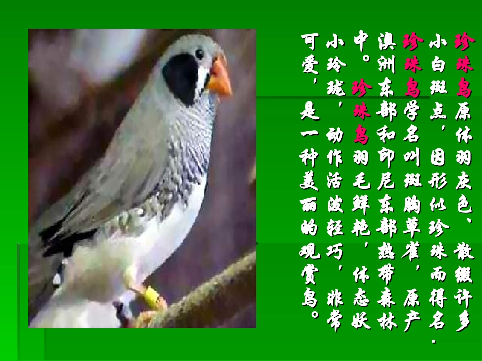 《珍珠鸟》教学课件_第3页