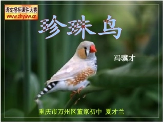 《珍珠鸟》教学课件